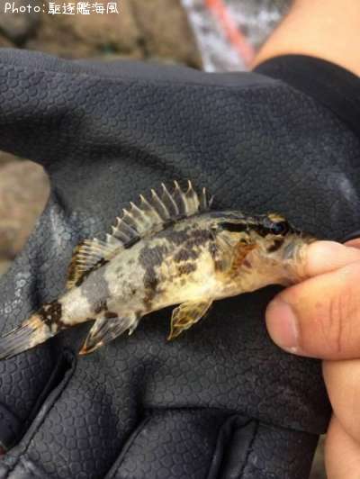 �����Υ���Х�