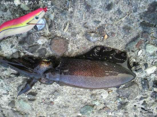 �����ꥤ��