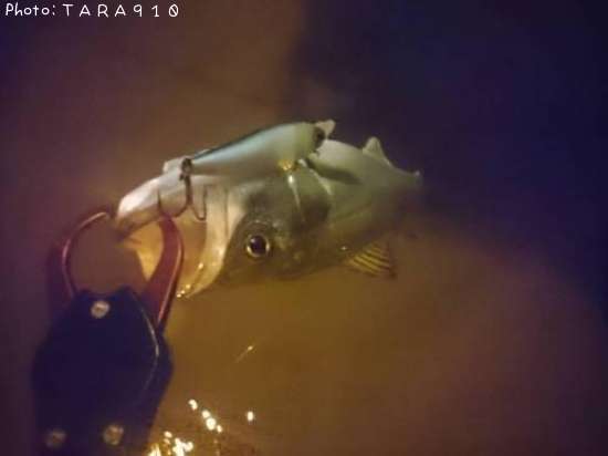 �����Х�