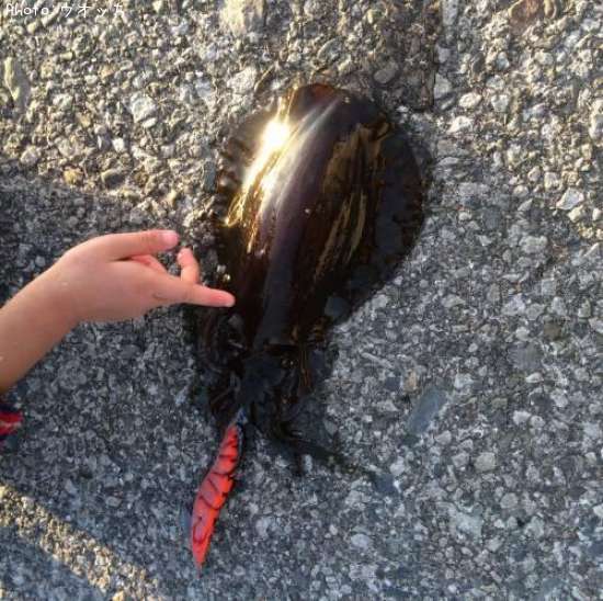 �����ꥤ��