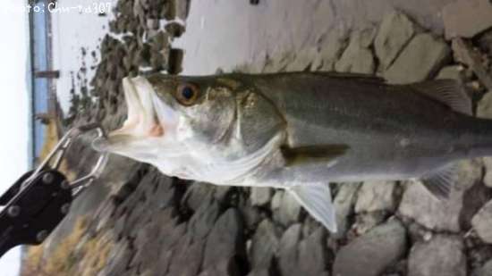 �����Х�