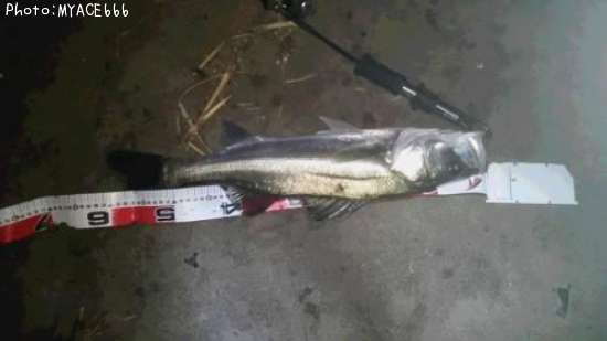 �����Х����ޥ���