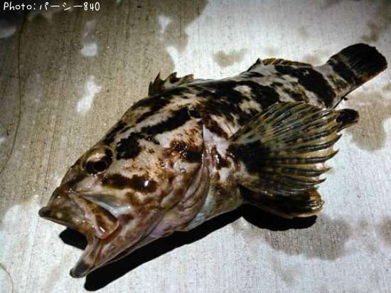 �����Υ���Х�