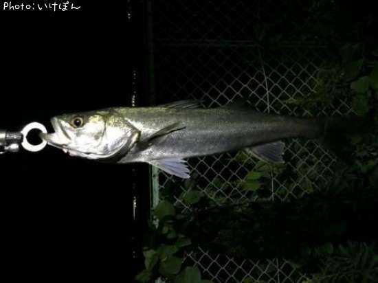 �����Х�