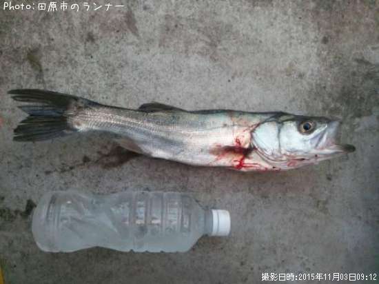 �����Х�