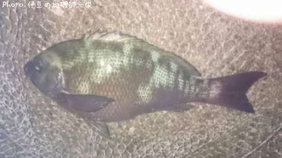 �����᥸��