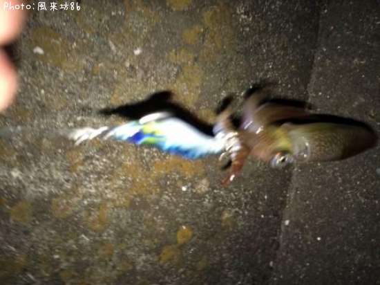 �ҥ���