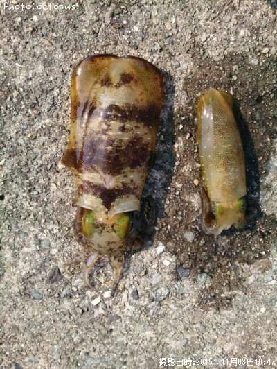 �����ꥤ��