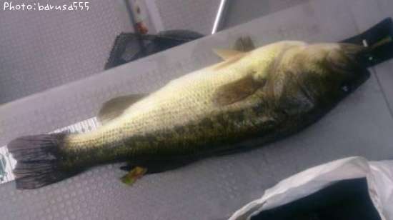 �֥�å��Х�