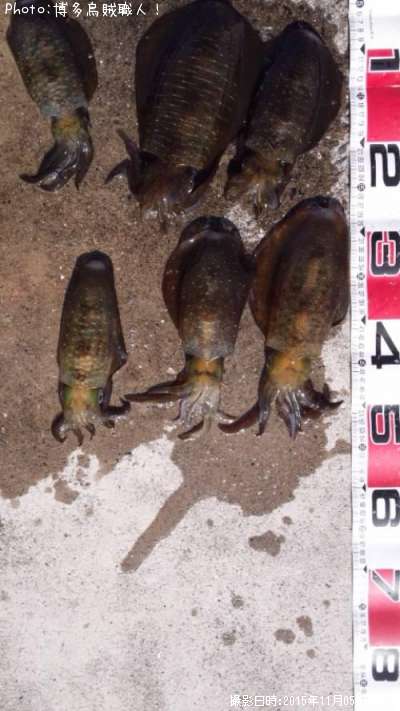 �����ꥤ��