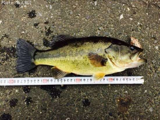 �֥�å��Х�