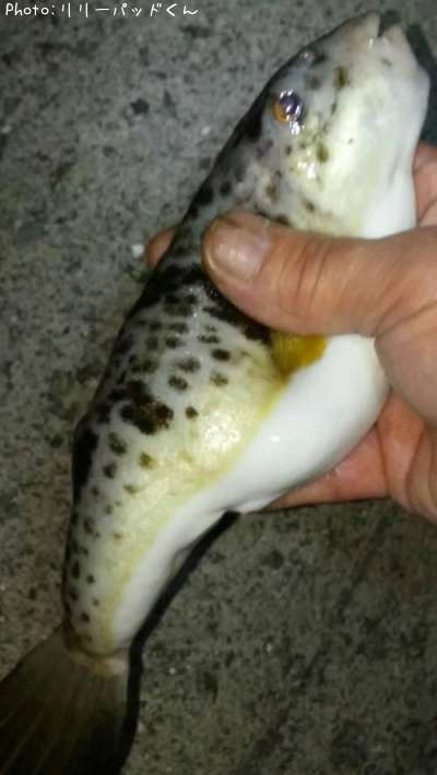 ��Ͽ�����á�������Υޥ֥����ʥե��ˤ䤱�ɤ��