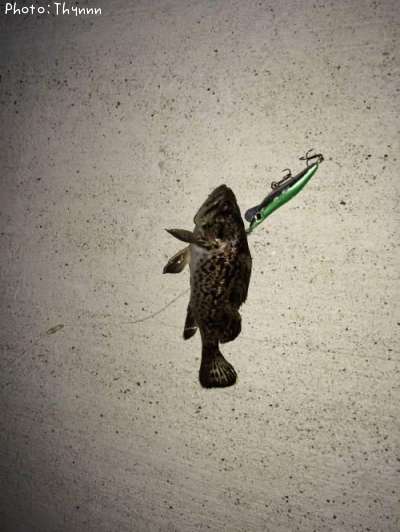 ���ӥ����ܥ���ƨ��