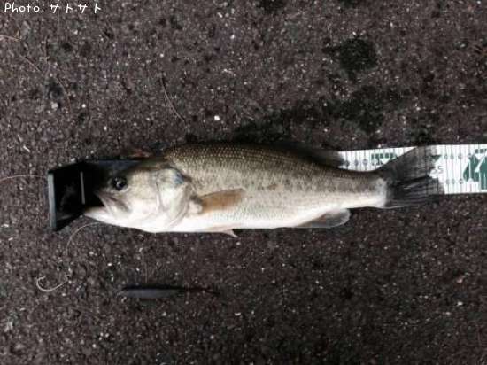 �֥�å��Х�