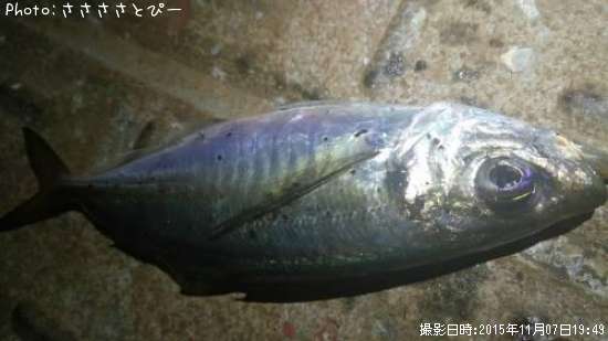 ��������Х�