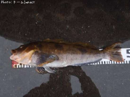 �����ʥ�