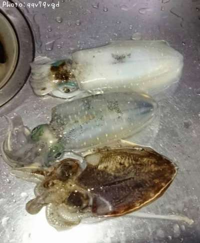 �����ꥤ��