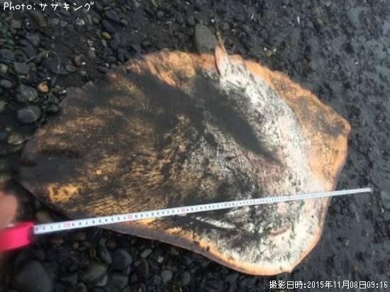 �ĥХ�������