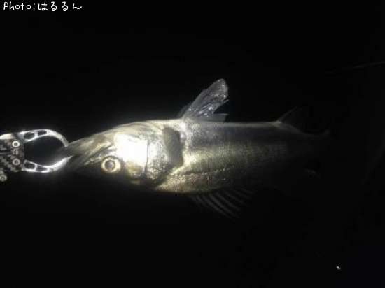 �����Х�