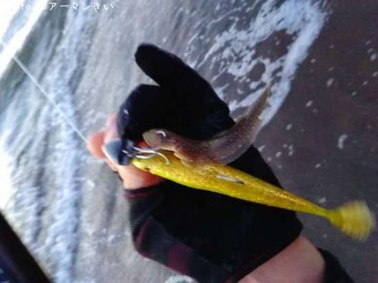 ��ʿ�ܡʥͥ���