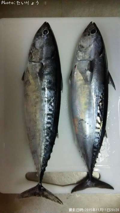 ���������ĥ�