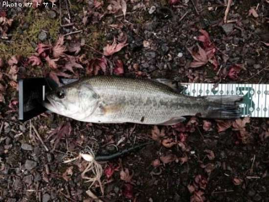 �֥�å��Х�