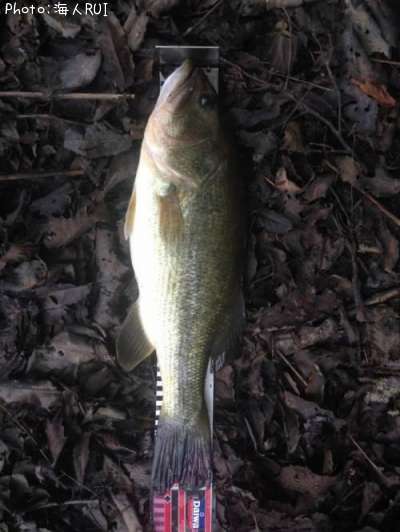 �֥�å��Х�