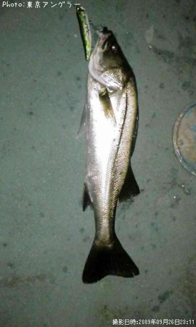 �����Х�