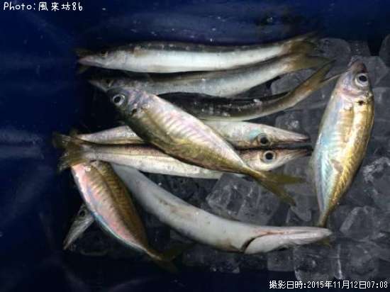 �������ޥ�