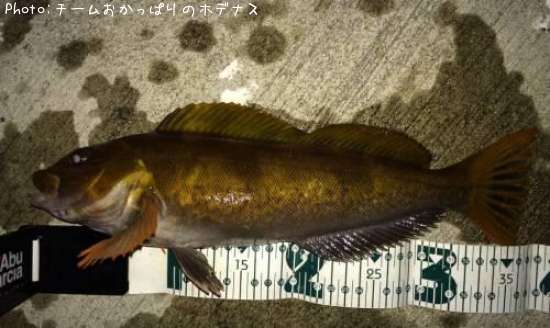 �����ʥ�