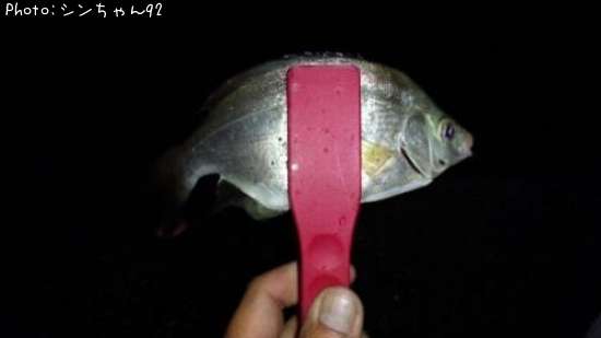 ���ߥ��ʥ�