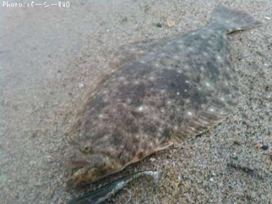 �ҥ��ʥ�����