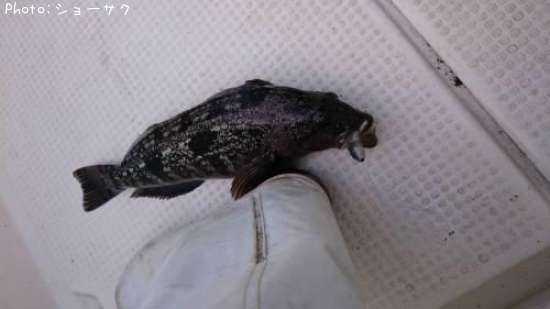 �����ʥ�