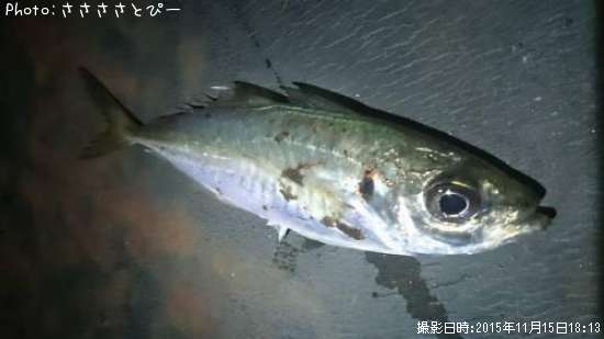 ��������Х�������Х�