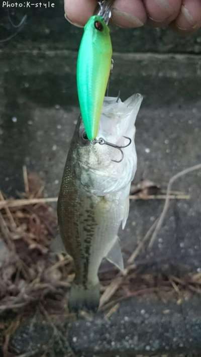 �֥�å��Х���