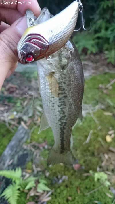 �֥�å��Х���