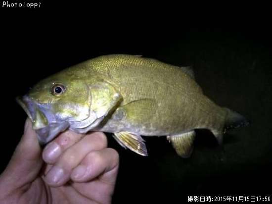 �֥�å��Х�