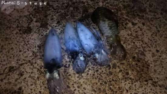 �����ꥤ��