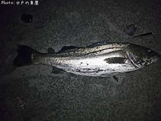 �����Х�