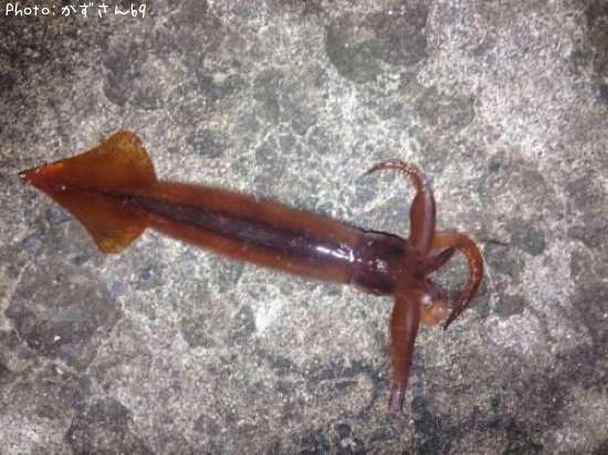 ����ᥤ��