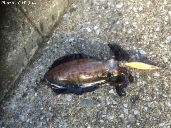 �����ꥤ��