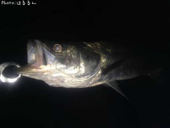 �����Х�