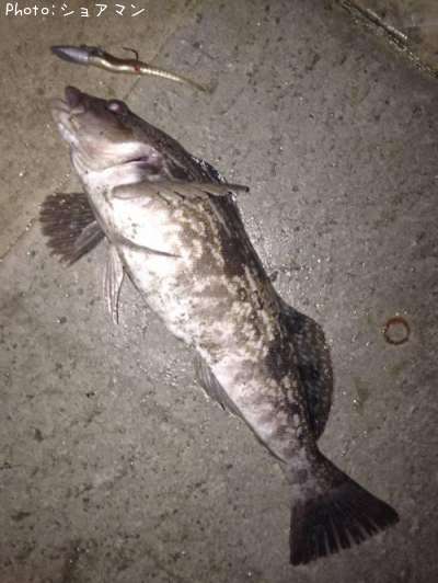 �����ʥ�