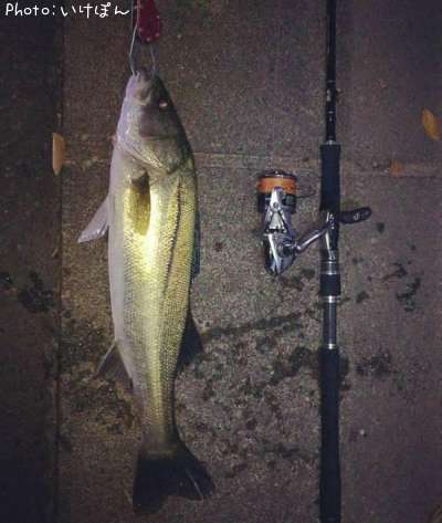 �����Х�