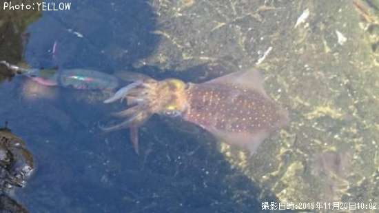 �����ꥤ��