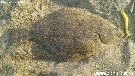 �������쥤