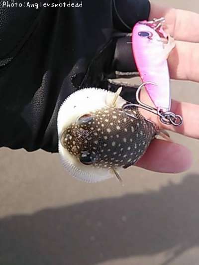 �����ա�