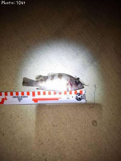 ��Х�