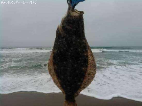 �ҥ��ʥ�����