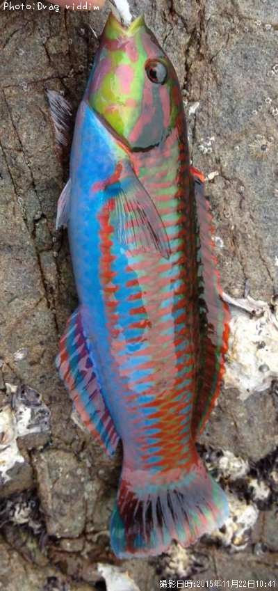 �˥����٥�